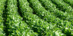 Rows of green crops