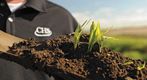 Man holding a trowel with seedlings growing out of soil