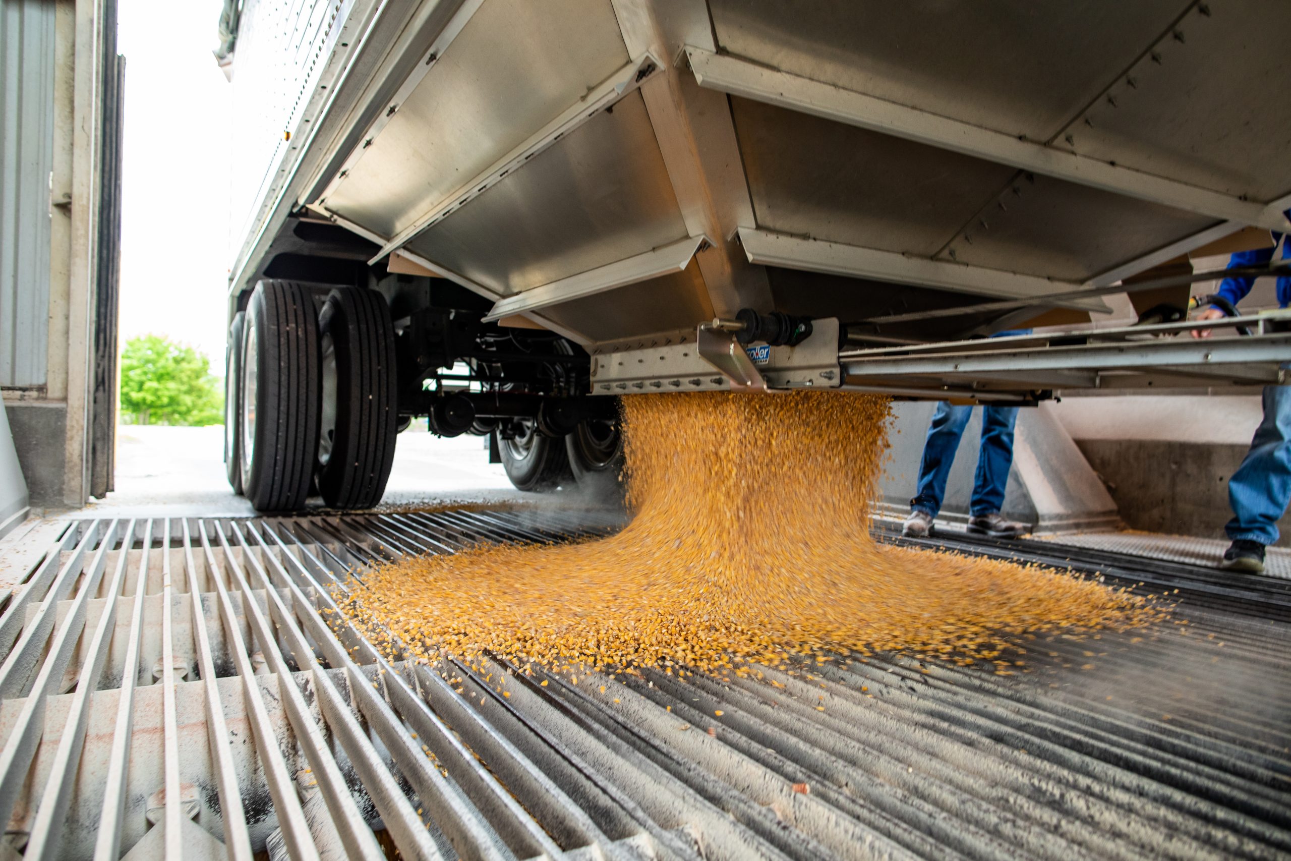 Harvested corn being unloaded at a processing facility